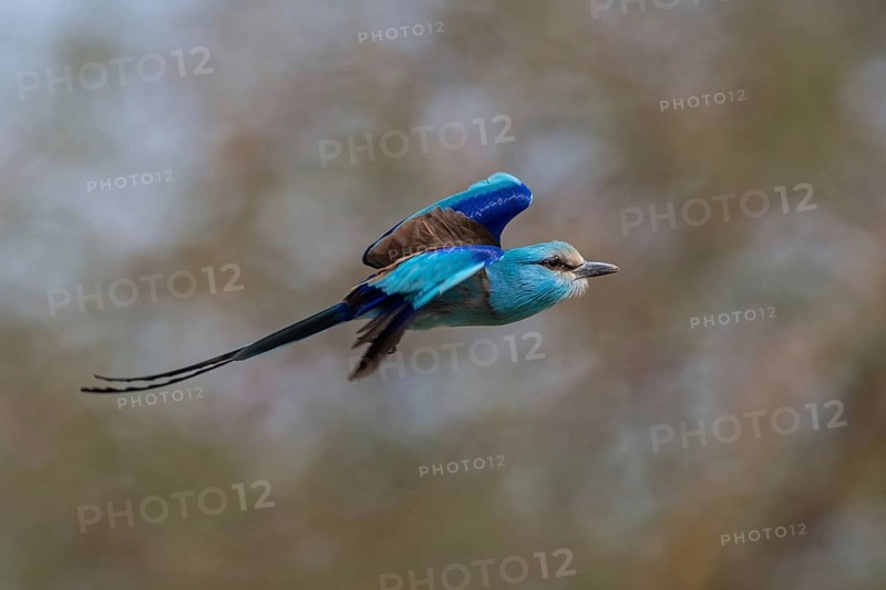 Abyssinian Roller (Coracias abyssinicus) flying, Senegal