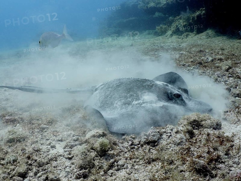Southern Stingray (Hypanus americanus)