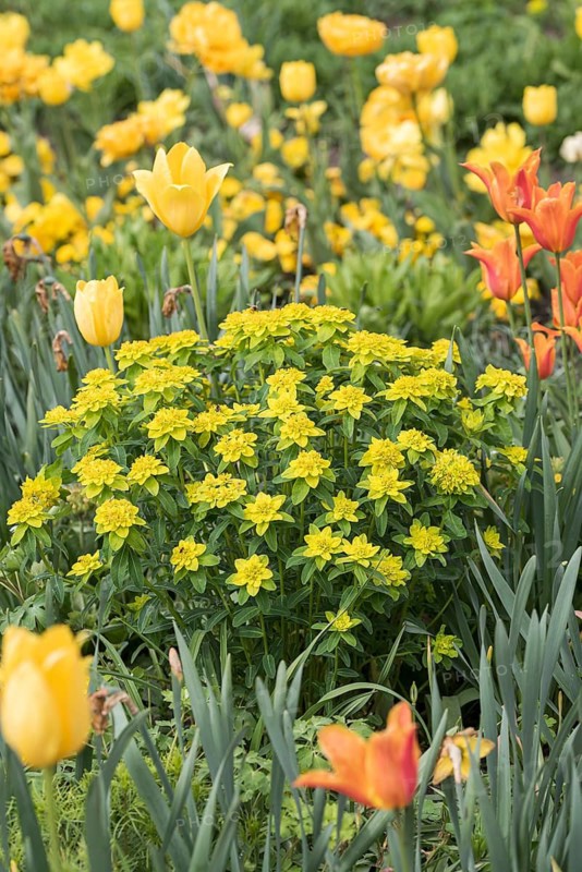 Golden spurge (Euphorbia polychroma), summer flower garden in Treptower Park Berlin,  Germany
