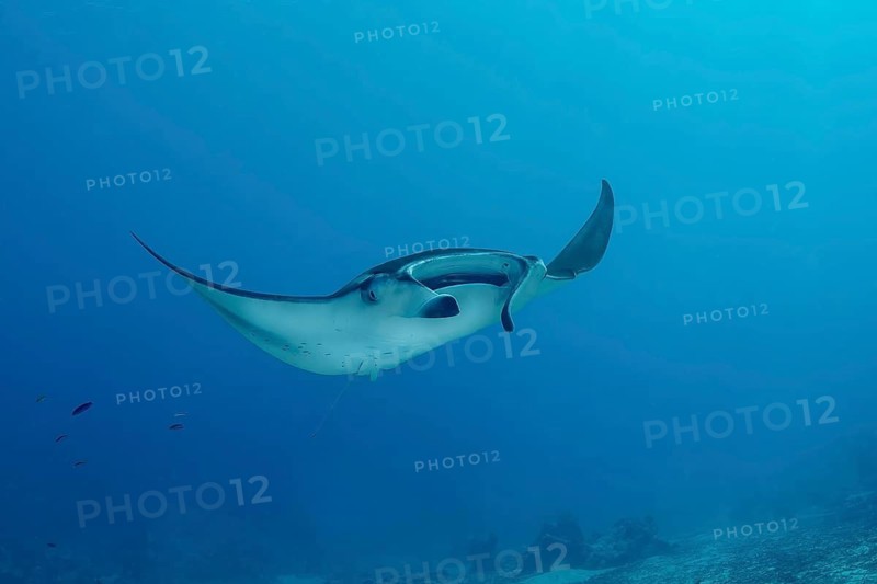 A majestic reef manta ray effortlessly glides through the pristine waters of the Maldives, creating a serene and captivating underwater spectacle amidst vibrant marine life