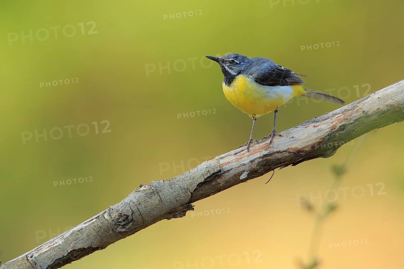 Grey Wagtail (Motacilla cinerea) male, Andalusia, Spain