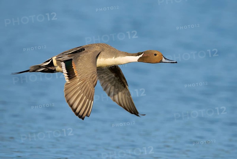 Northern Pintail (Anas acuta) male flying, British Columbia, Canada