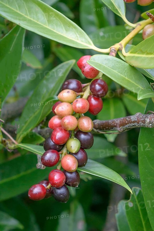 Laurel cherry (Prunus laurocerasus 'Otto Luyken'), Tübingen Botanical Garden, Germany