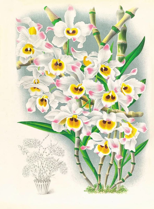 Orchid, Dendrobium wardianum, authentic reproduction of an illustration by Jean Jules Linden (1817 - 1898), Luxembourgish-Belgian botanist, one of the fathers of orchid research, Historical