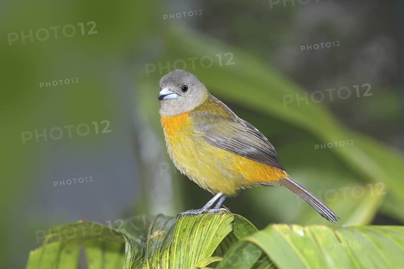 Cherrie's Tanager Ramphocelus costaricensis Las Cruces OTS Station, San Vito, Costa Rica 5 November Adult Female Thraupidae Endemic to Costa Rica and Panama