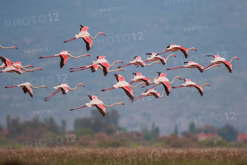 Greater Flamingo (Phoenicopterus roseus) group flying, Greece