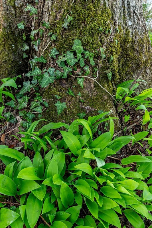 Wild garlic (Allium ursinum), leaves, wild garlic leaves, wild, tree, tree trunk, spring, Kochel, Alpine foothills, Bavaria, Germany