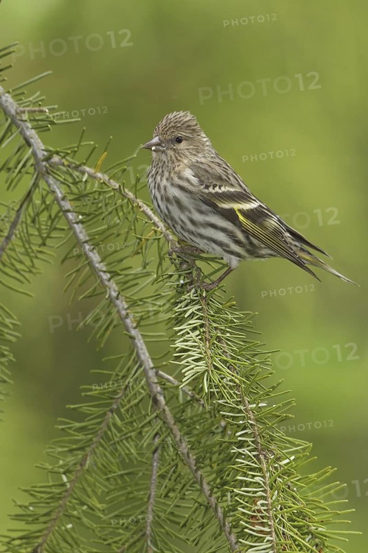 Pine Siskin (Spinus pinus), British Columbia, Canada