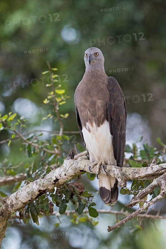 Grey-headed Fish Eagle (Haliaeetus ichthyaetus), Sri Lanka