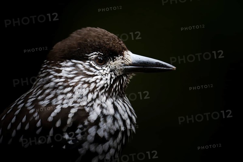 Portrait of the Nutcracker (Nucifraga caryocatactes), Canton Graubünden, Switzerland
