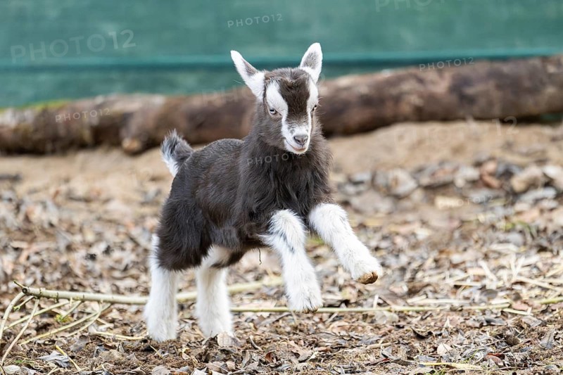 Domestic goat (Capra hircus) youngster on a farm outdoors, Bavaria, Germany