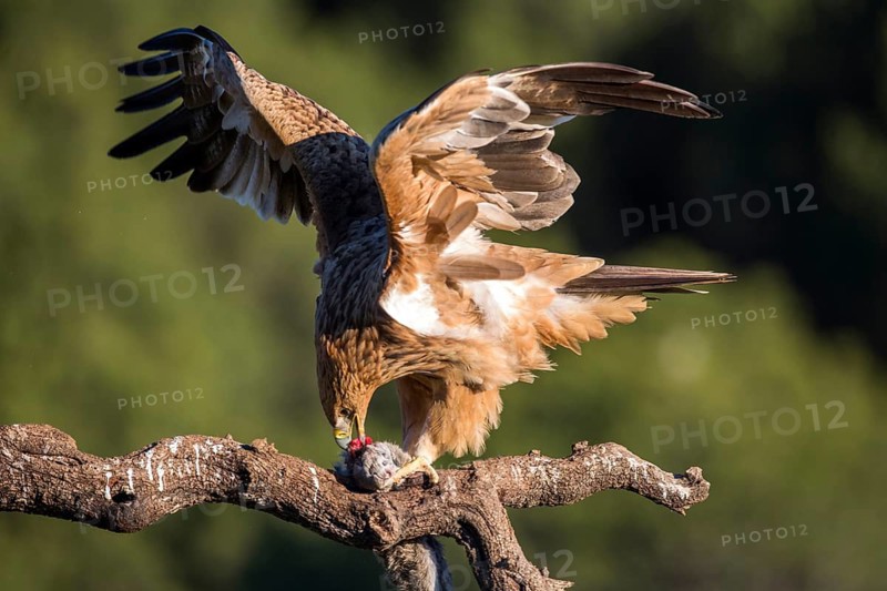 Spanish Imperial Eagle (Aquila adalberti) juvenile feeding perched on a branch, Andalusia, Spain