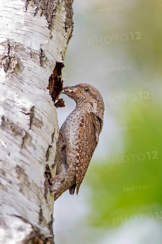 Eurasian Wryneck (Jynx torquilla) at nest cavity with food in beak, Saxony-Anhalt, Germany