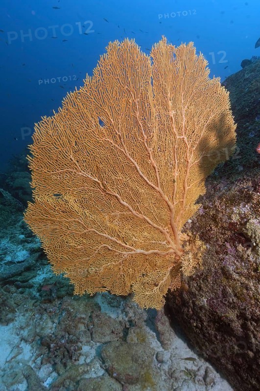 Gorgonian fan coral (Subergorgia giant sea fan (Annella mollis), Indian Ocean, Indo-Pacific, Similan Islands, Thailand
