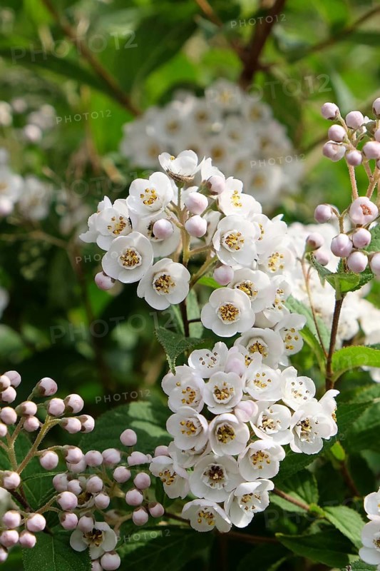 Deutzia (Deutzia compacta 'Lavender Time'), An den Dorfwiesen 9, Germany