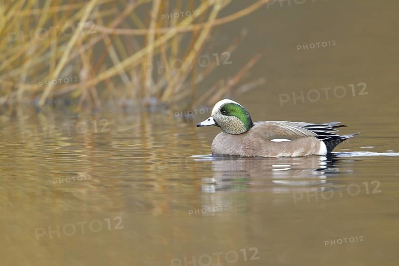 American Wigeon (Mareca americana) male, British Columbia, Canada