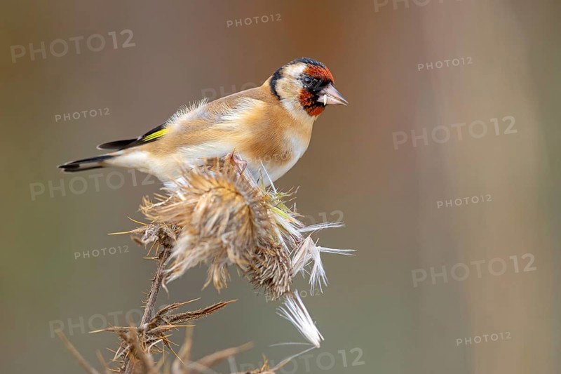Goldfinch, goldfinch, (Carduelis carduelis), biotope, habitat, foraging, perch, Worms, Rhineland-Palatinate, Germany