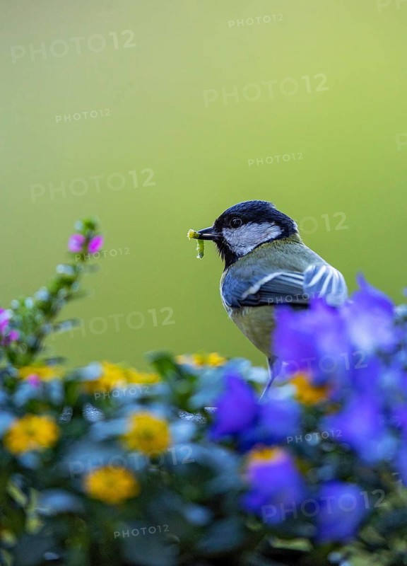 Great Tit (Parus major) with a caterpillar in its beak, Baden-Wuerttemberg, Germany