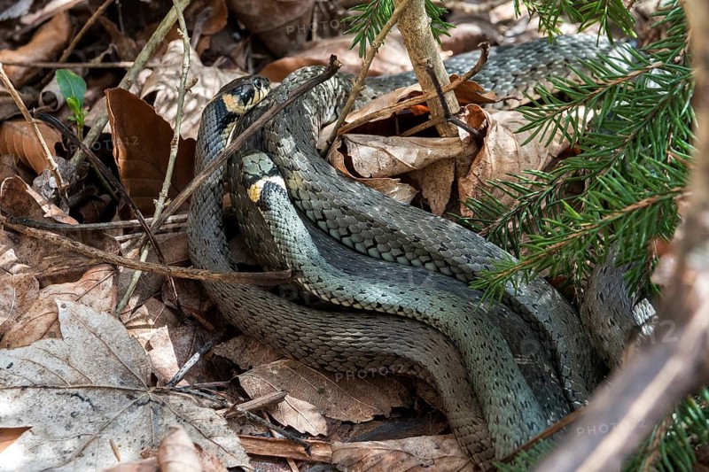 Snake, two grass snakes (Natrix natrix), young animals, Oberallgäu, Allgäu, Bavaria, Germany