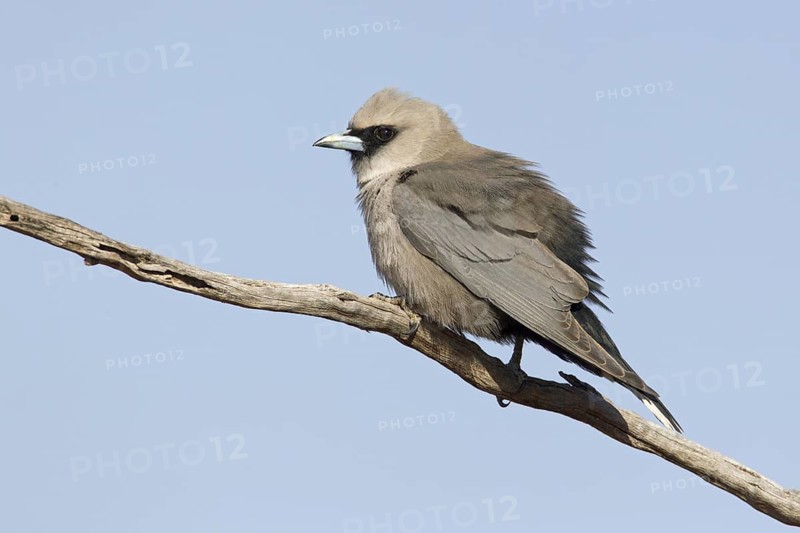 Black-faced Woodswallow (Artamus cinereus), Australia