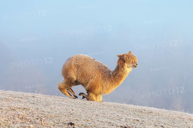 Alpaca (Vicugna pacos), white animal, adult animal, female animal, laying down, frost-covered meadow, hilly terrain, forest, fog, winter, snow, minus 15 °C, farm animal, Slovakia