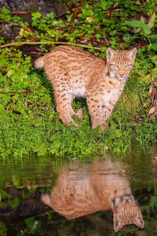 A young lynx (Lynx lynx) stands by a pond in which it is reflected