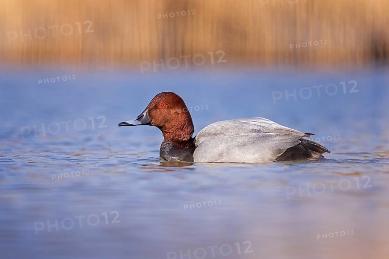 Common Pochard (Aythya ferina) male, Saxony-Anhalt, Germany