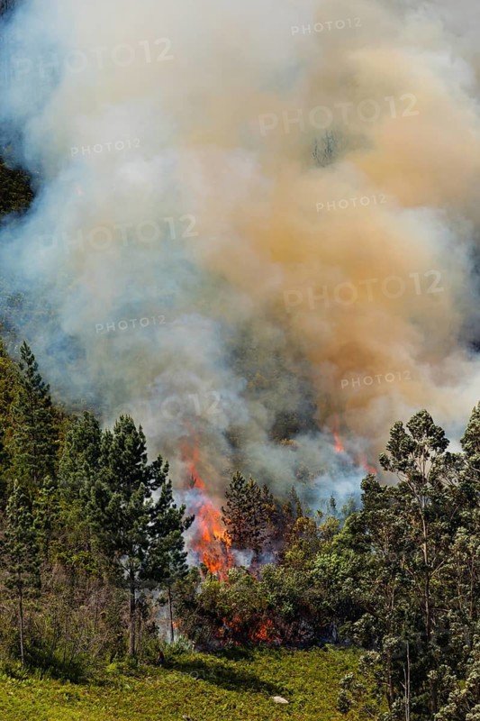 Landscape in South Africa, forest fire, fire, smoke, flames, burning forest, N2, Kou-Kamma Ward 6, Thornham, Kou-Kamma Local Municipality, Sarah Baartman District Municipality, Eastern Cape, South Africa, South Africa