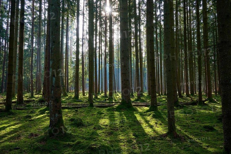 Densely overgrown forest with sunbeams falling through the treetops, Mudau, Odenwald, Baden-Württemberg, Germany