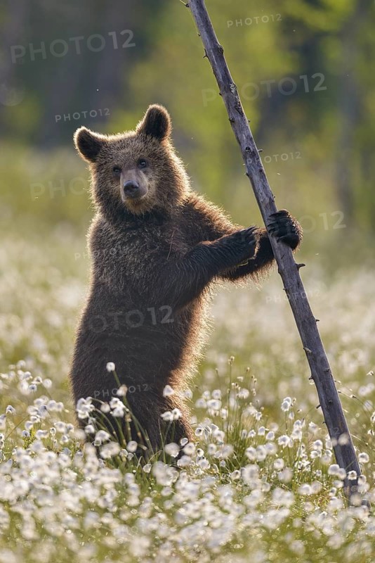 Eurasian Brown Bear (Ursus arctos) cub standing upright in white cottongrass at tree trunk, Finland