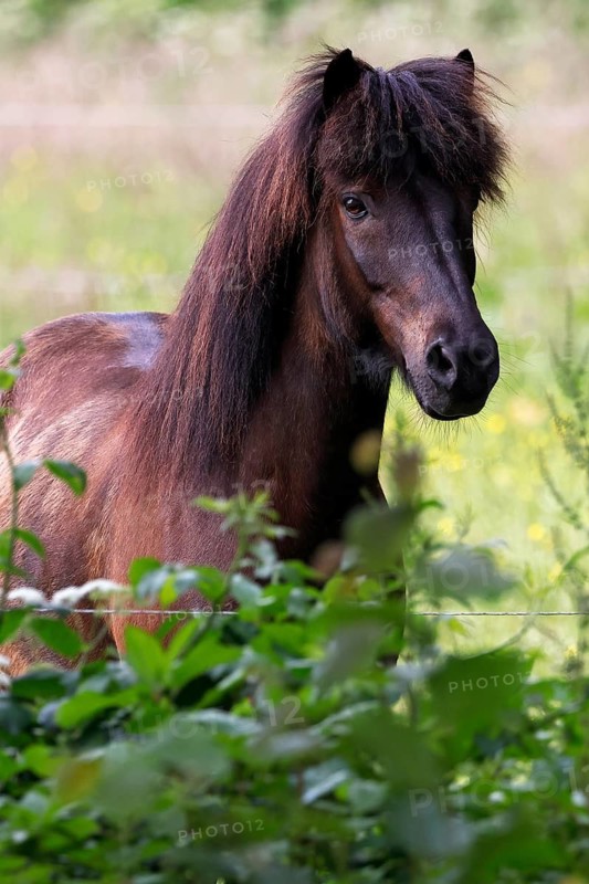 Icelandic horse (Equus islandicus), gelding looking curiously over pasture fence, Schleswig-Holstein, Germany