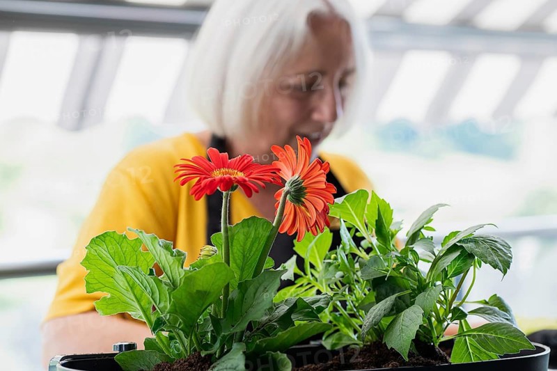 An elderly woman tends to vibrant gerbera daisies in a home garden. The scene reflects peaceful gardening moments and passion for nature