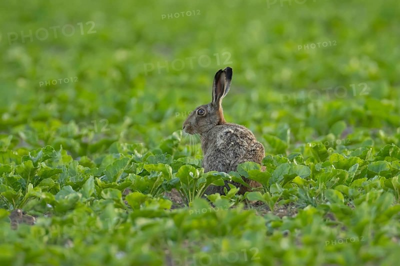 European brown hare (Lepus europaeus) adult animal in a sugar beet crop farmland field in summer, England, United Kingdom