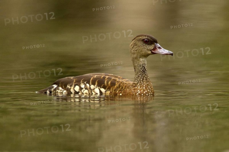 Spotted Whistling Duck (Dendrocygna guttata), Queensland, Australia