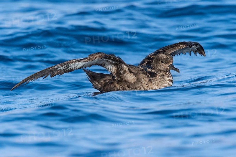 Sooty Shearwater (Ardenna grisea) flying, Eilat, Israel