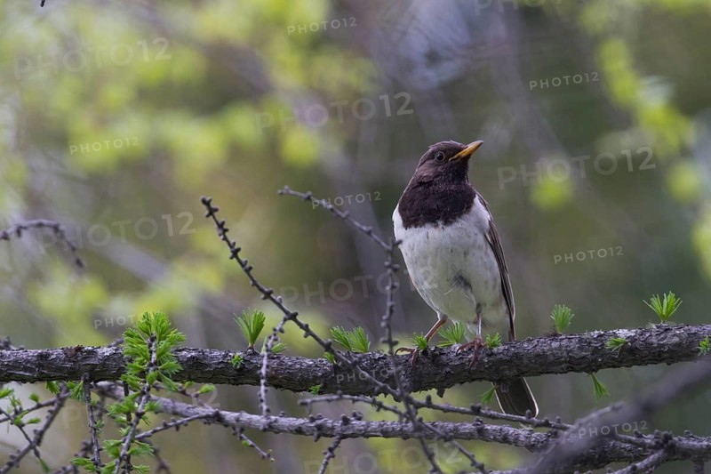 Black-throated Thrush - Schwarzkehldrossel - Turdus atrogularis, Kazakhstan, 2nd cy male