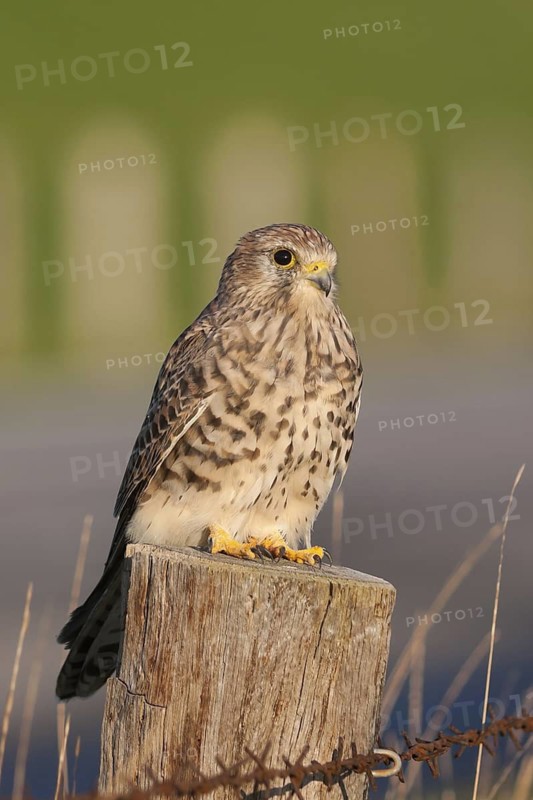 Common Kestrel (Falco tinnunculus) juvenile, Schleswig-Holstein, Germany