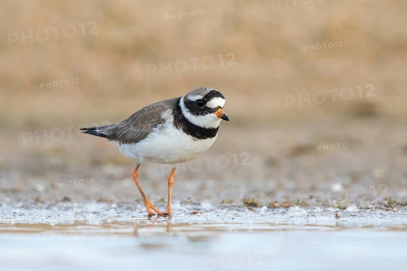 Common Ringed Plover (Charadrius hiaticula) foraging, North Rhine-Westphalia, Germany