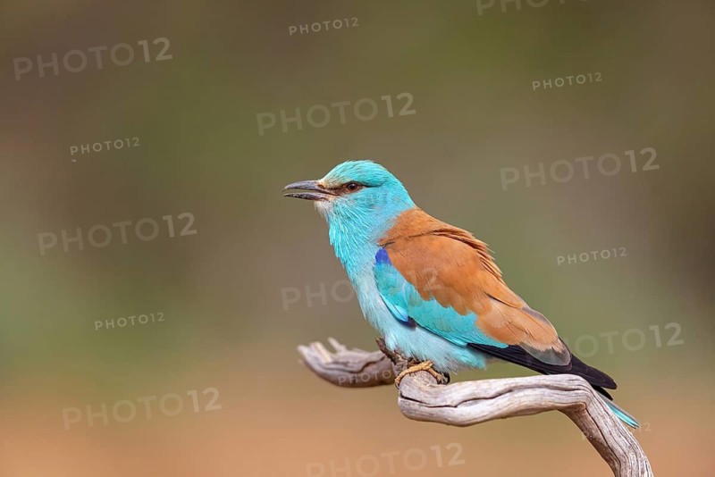 European roller (Coracias garrulus), on perch, Hides de El Taray / Roller Hide, Villafranca de los Caballeros, Castilla La Mancha / Toledo, Spain