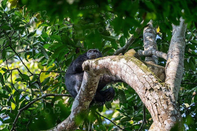 Chimpanzee (Pan Troglodytes), adult male feeding in the treetop in the jungle, Murchison Falls National Park, Uganda