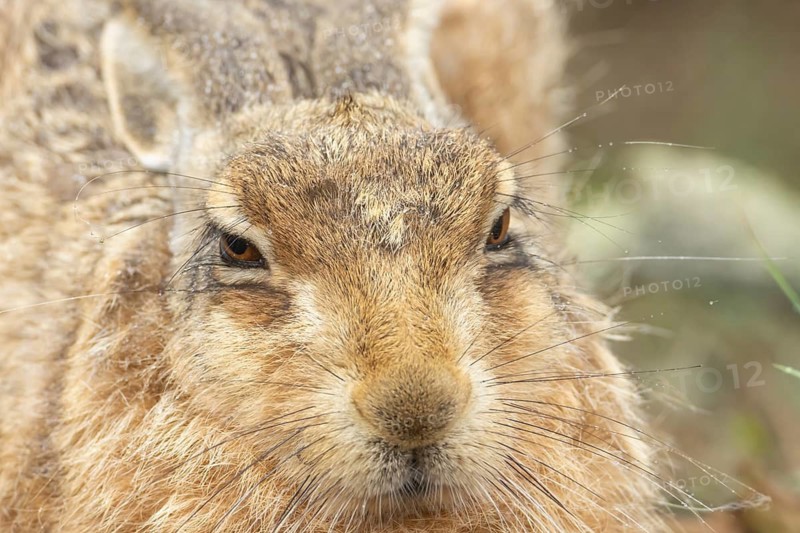 European brown hare (Lepus europaeus) adult animal head portrait, England, United Kingdom