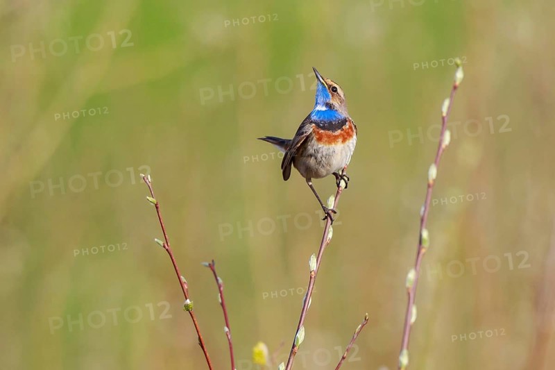 Bluethroat (Luscinia svecica cyanecula) male, Netherlands