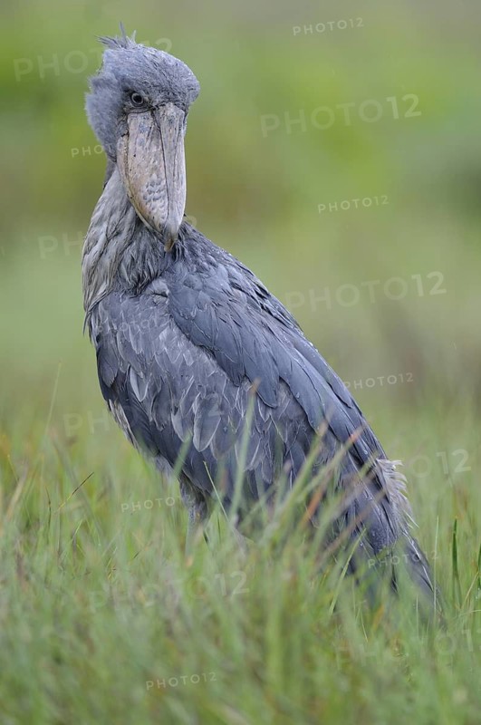 Shoebill (Balaeniceps rex), Uganda