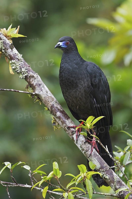 Black Guan (Chamaepetes unicolor) perched on a branch in Costa Rica, Central America