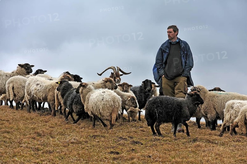 Jungbauer checks his sheep in bad weather, a goat in the middle, Kalkberg, Nesow, Mecklenburg-Western Pomerania, Germany