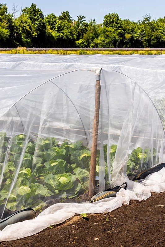 Chicory (Cichorium intybus) in mini-greenhouses at the Leibniz Institute of Plant Genetics and Crop Plant Research IPK Gatersleben, Seeland, Saxony-Anhalt, Germany