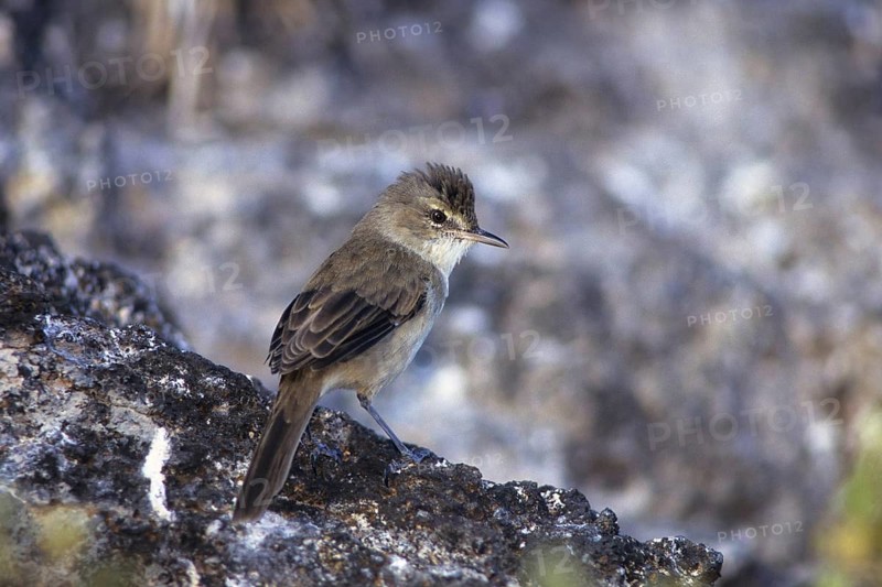 Millerbird, Nihoa Millerbird, Acrocephalus familiarus, endangered