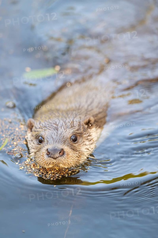 Eurasian otter (Lutra lutra) swimming in the water, Hesse, Germany