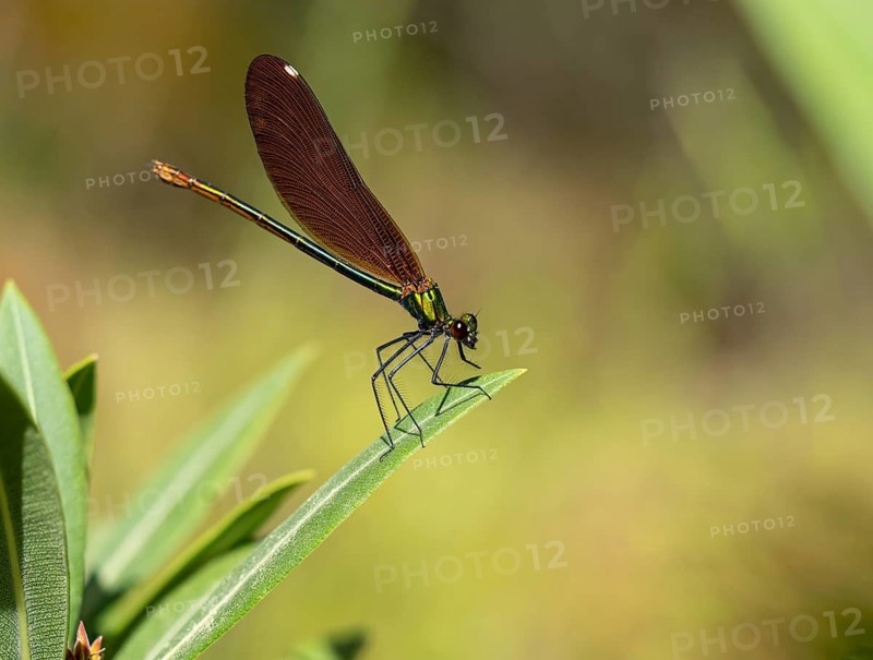 Dragonfly, Dragonfly, Dragonfly, Greece, Lesbos Island, (Crocothemis erythraea), Lesbos, Lesbos Island, Greece