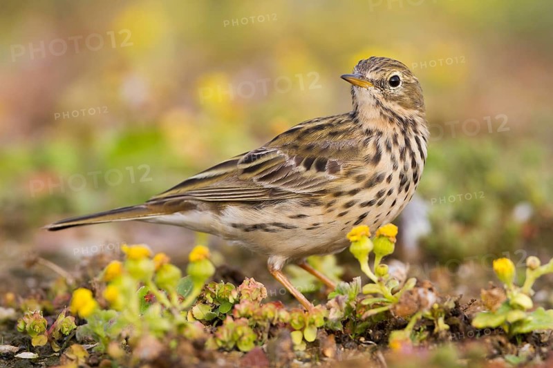 Meadow Pipit - Wiesenpieper - Anthus pratensis ssp. pratensis, Morocco
